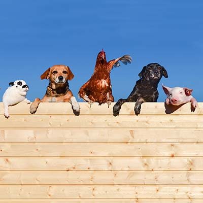 Bondgård med husdjur