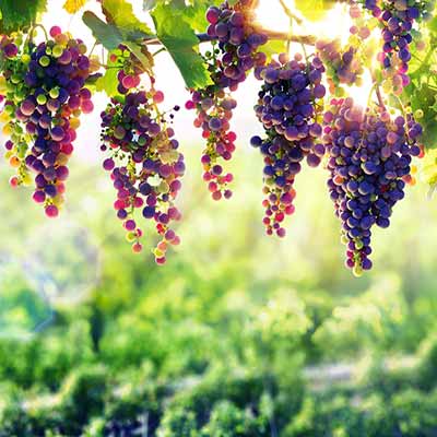 Semester omgiven av vingård i Toscana