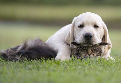 Djurvänliga bondgårdar i Italien? Naturligtvis!