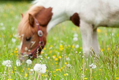 Semester i Italien i pedagogiska gårdar